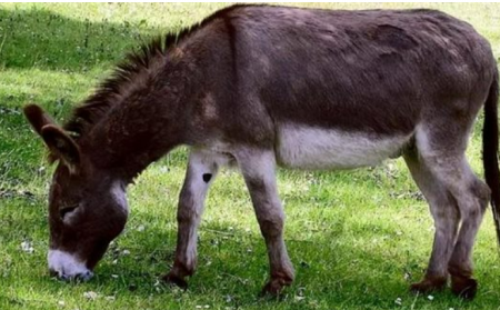 رؤية الحمار في المنام للرجل